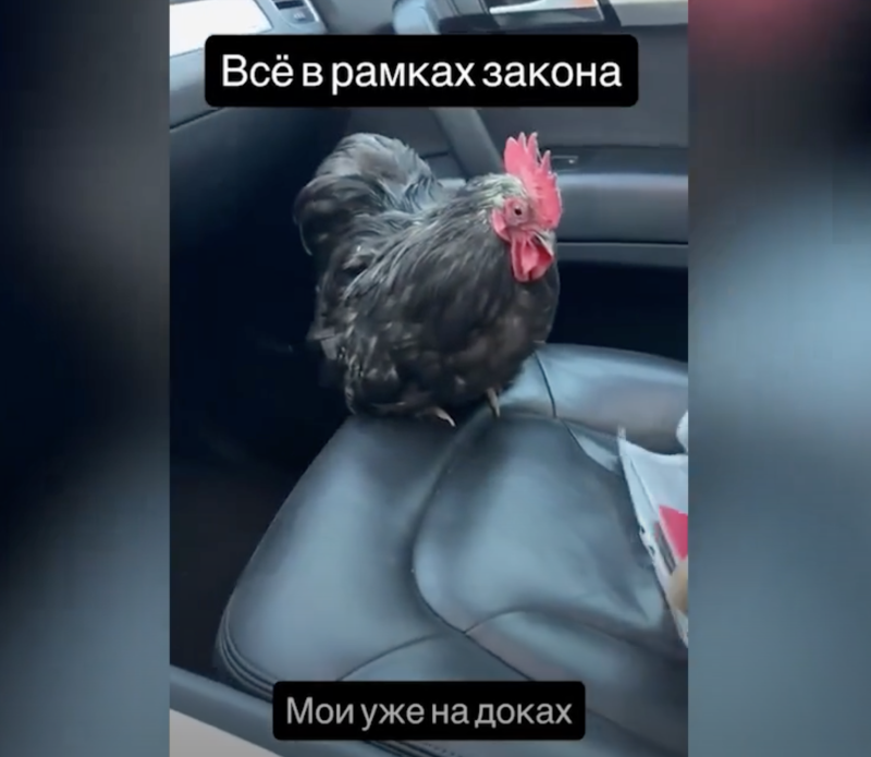Куриный переполох: Зачем люди тащат птиц в МФЦ и что будет, если не зарегистрировать курятник