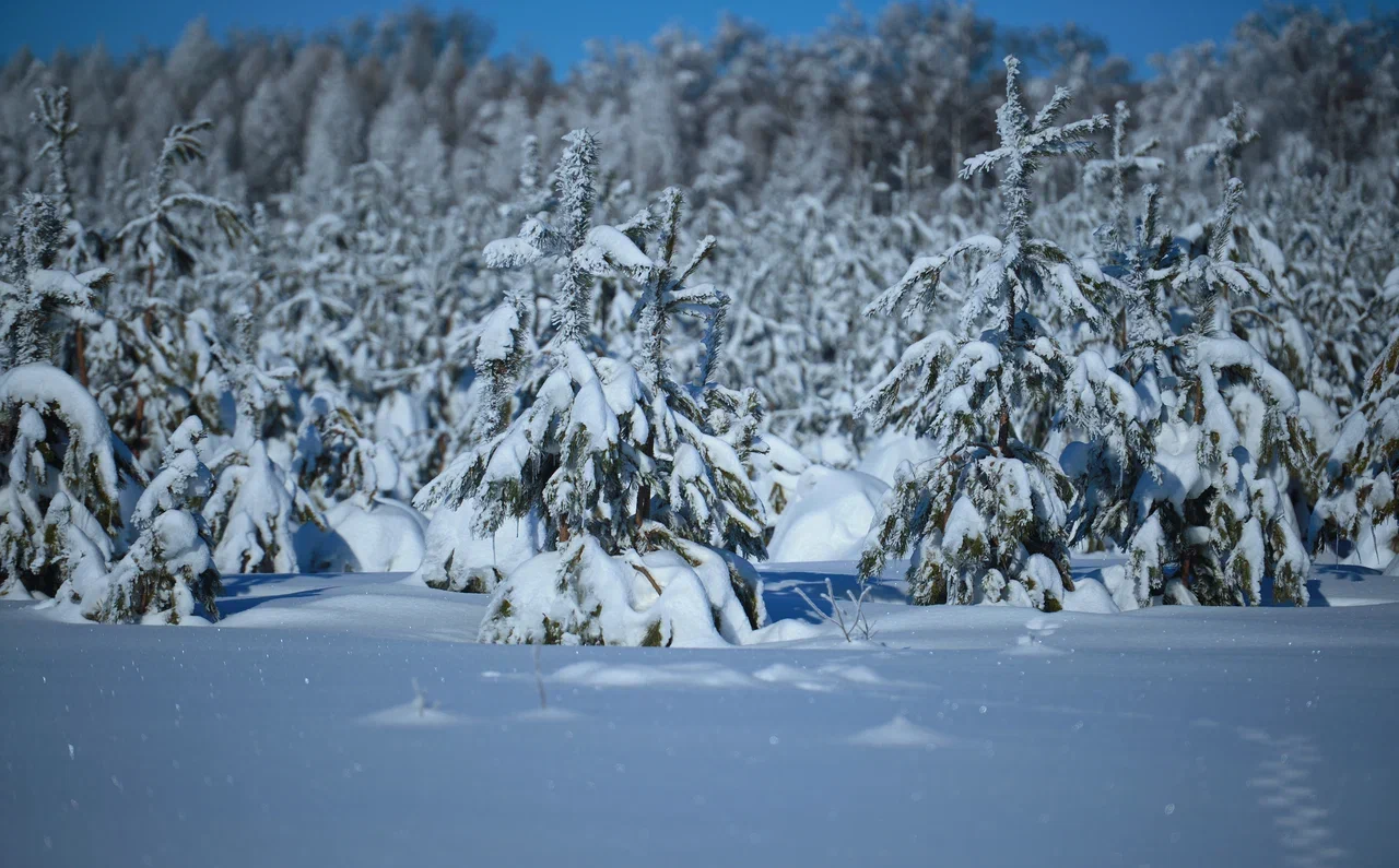 Самую холодную зиму в истории русские помнят до сих пор