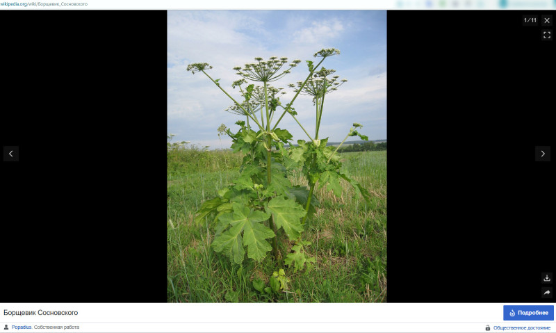 "Вытесняет абсолютно всё": "Брата" борщевика призвали срочно вырубить по всей России. Но есть нюанс