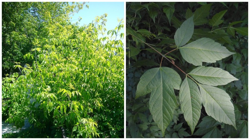 "Вытесняет абсолютно всё": "Брата" борщевика призвали срочно вырубить по всей России. Но есть нюанс