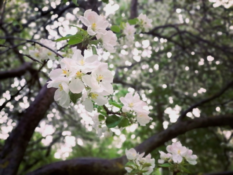 Ранняя весна будет. И это плохая новость для Центральной России