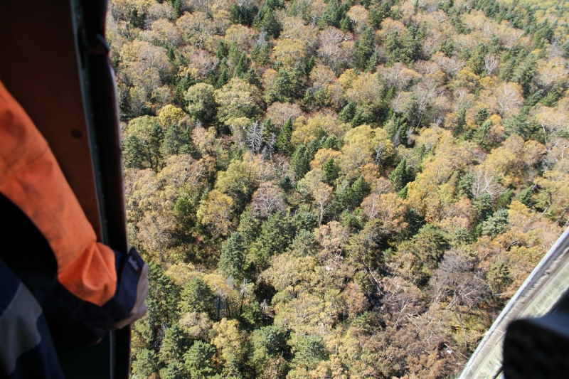 В деле Усольцевых новый поворот: Поиски дали неожиданный результат, напугавший местных жителей