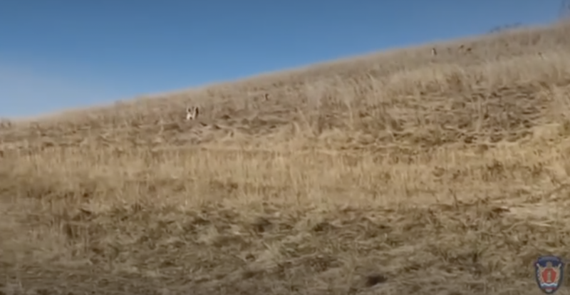 "Избавьте нас от этих диких собак": Мать мальчика, которого загрызли бродячие псы, обратилась к Путину