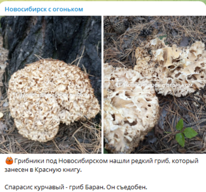 Гри́фола курча́вая (Grifola frondosa), гриб-баран,мейтаке, маитаке,танцующий гриб- съедобный гриб.