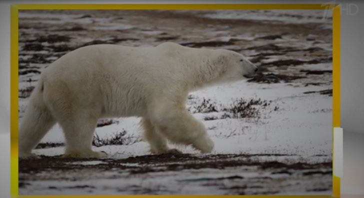 Врач даже засмеялась от неожиданности: "Елена Малышева в очередной раз себя показала, молодец"
