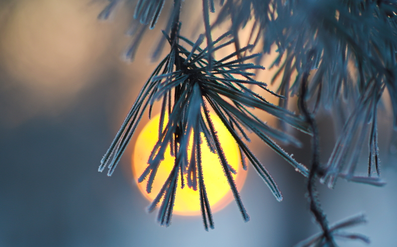 Чем России грозит зима без снега? Риски уже крайне высоки