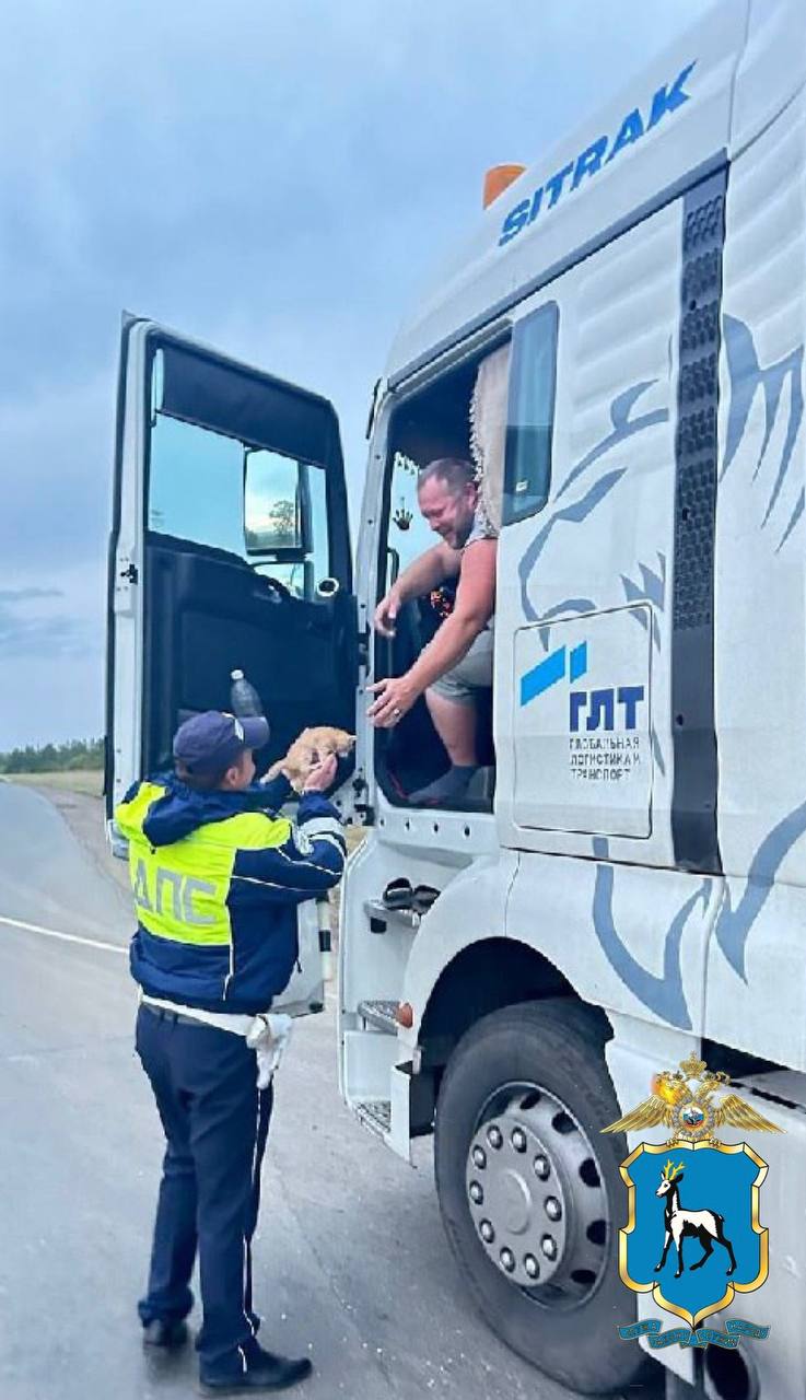 В Самарской области полицейские спасли котят из-под колёс автомобилей на М-5