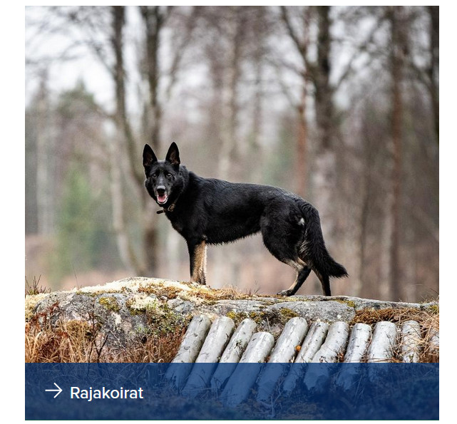 Главное за ночь и утро 17 января. Проникновение через госграницу. Медведев ответил на самый важный вопрос. В Молдавии что-то начинается?