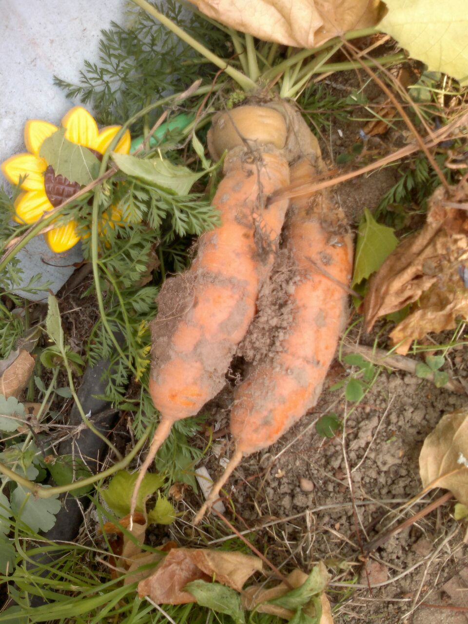 Медленный углевод, который спасёт вас: Секрет приготовления