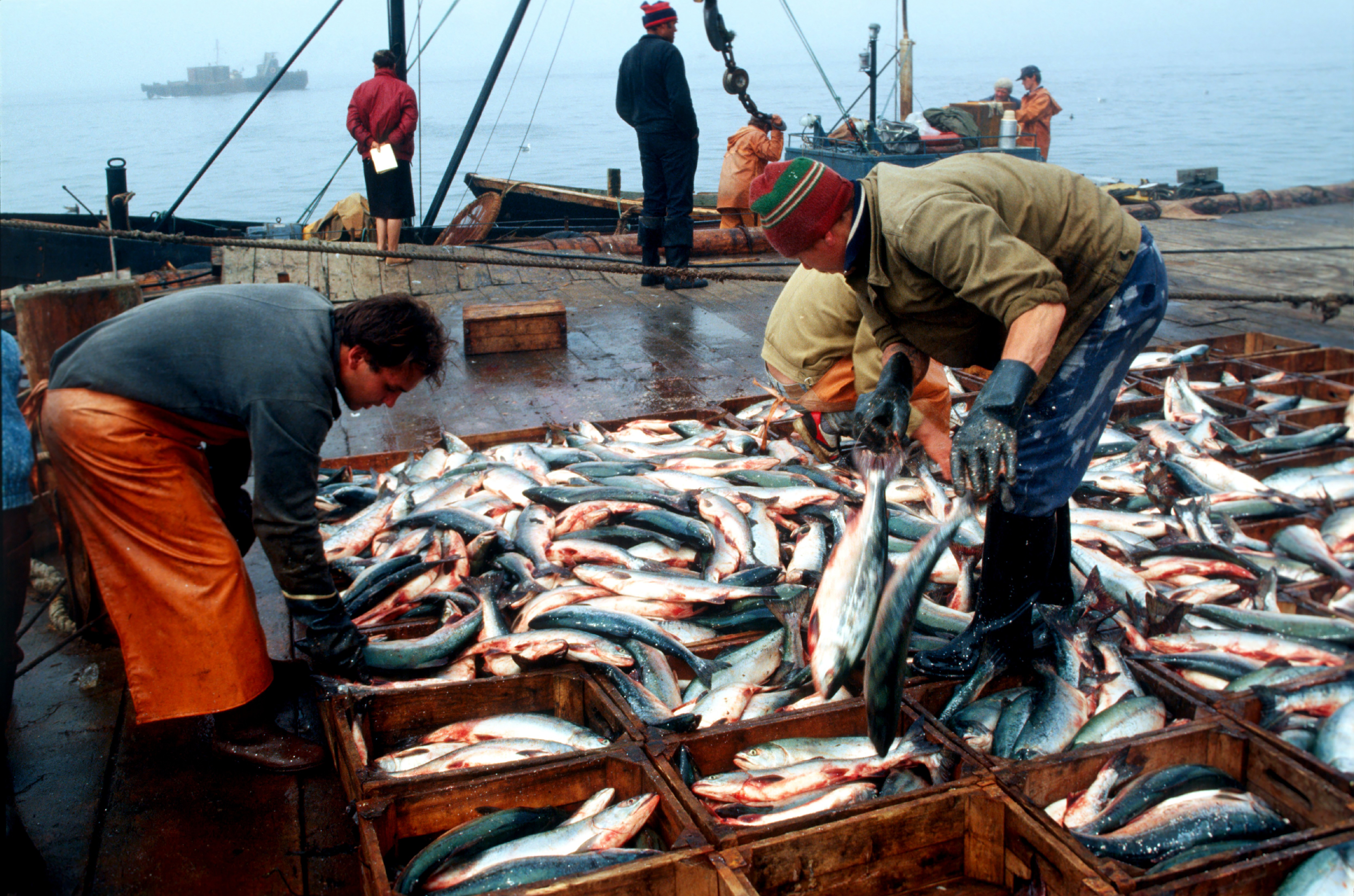 Морской промысел рыб. Промысел рыбы. Промысел рыбы Дальний Восток. Рыбная промышленность дальнего Востока. Япония рыбный промысел.
