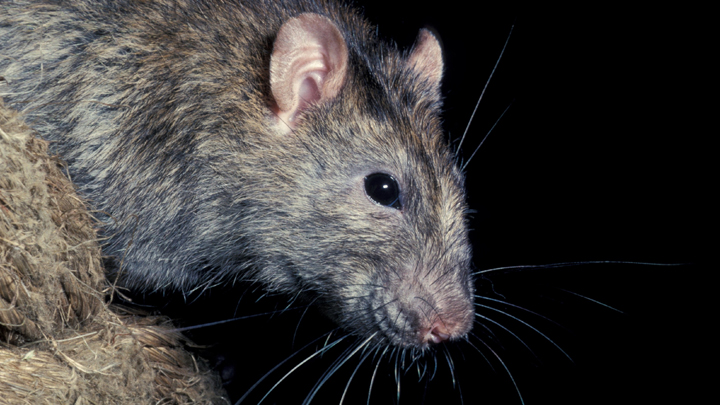 Домашняя крыса избавила от смерти целую семью: Невероятные случаи спасения людей животными