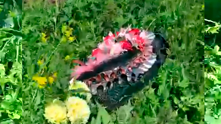 Скриншот с видеозаписи, сделанной на могиле Виктора Смирнова.