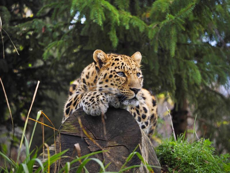 Михалков показал ещё одну гиблую "таблетку" для России от Рокфеллеров