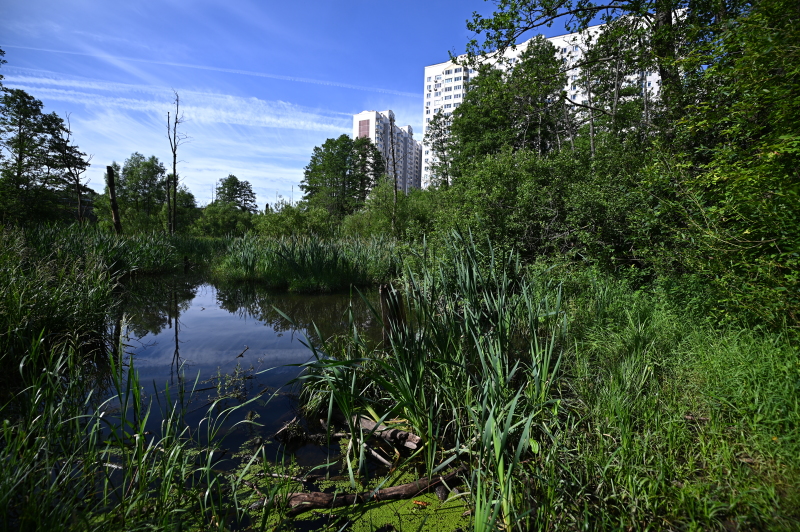 "Ну, и наглый": Как Никита Михалков звонил в МВД и МЧС. Пример смешной, ситуация страшная