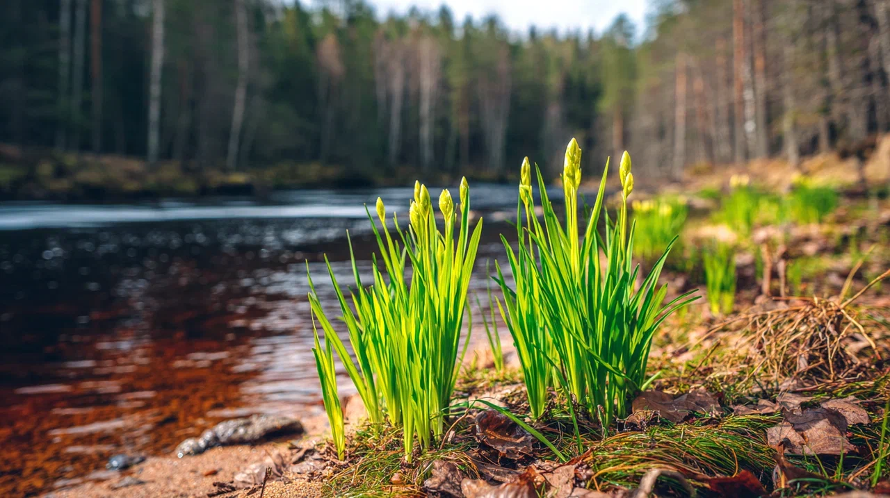 Весне дорогу: Необычное потепление накрывает Россию. Регионы в тревоге ждут большого паводка