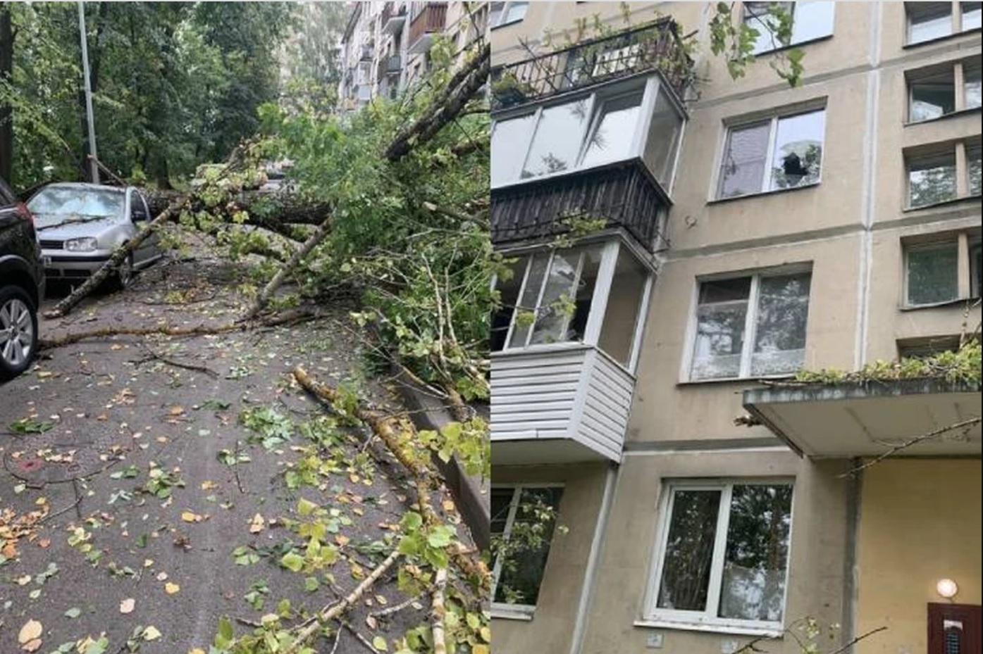 Берёзы в Петербурге не выдерживают натиска стихии: падают на машины и  выбивают окна в домах