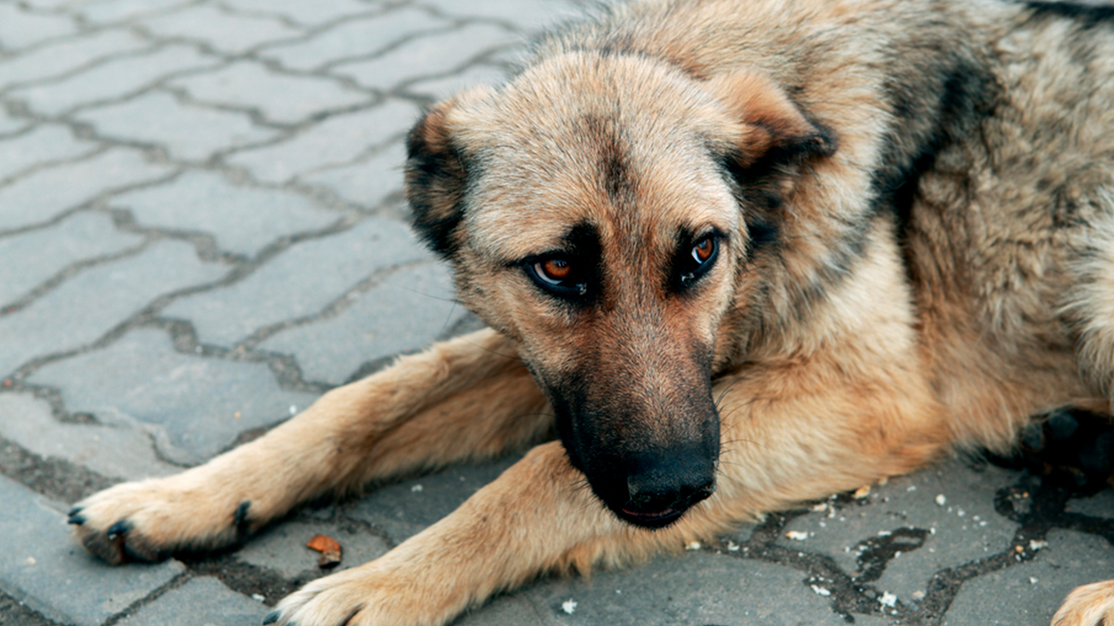 Собаке – собачья смерть?»: Как в мире борются с бродячими псами