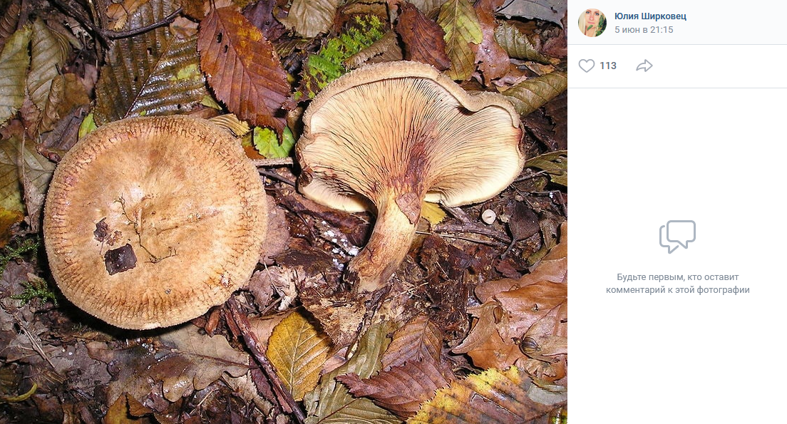 Новосибирцы собирают в лесах ядовитые грибы – чем опасны свинушки