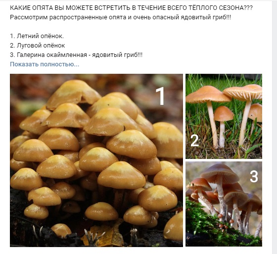 В лесах под Новосибирском выросли ядовитые грибы