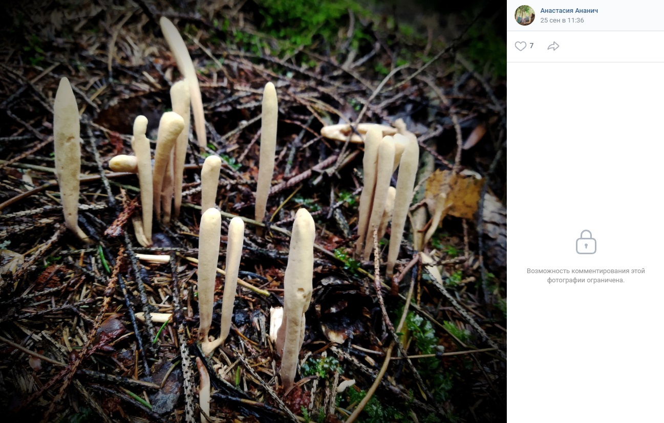 100 000 изображений по запросу Странные грибы доступны в рамках роялти-фри лицензии